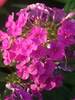 Phlox Flame Pink