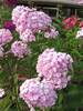 Phlox Thai Pink Jade