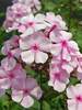 Phlox Thai Pink Jade