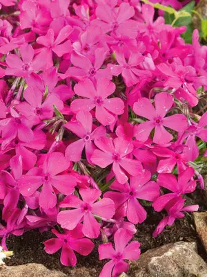 Link to Phlox Drummond&#39;s Pink