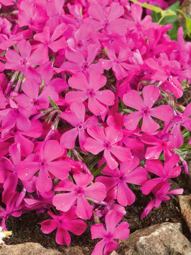 Phlox sub. Drummonds Pink