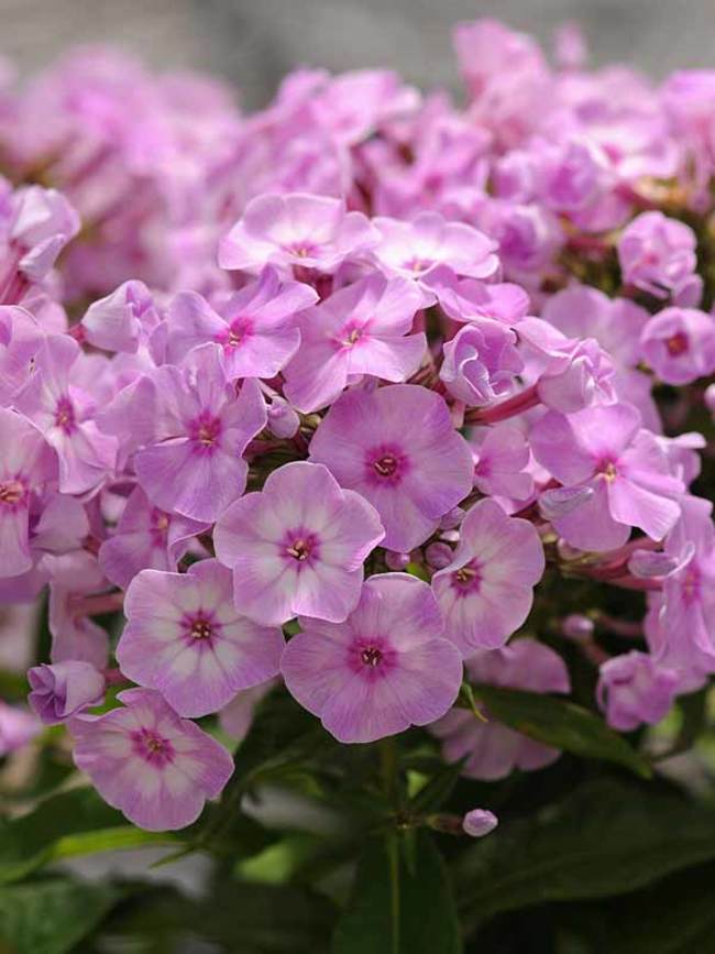 Phlox Pink Lady