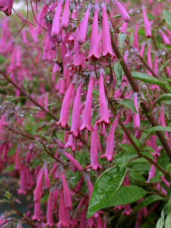 Phygelius Purple Prince