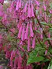 Phygelius Purple Prince