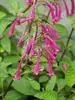 Phygelius Purple Prince
