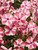 Phlox Peppermint Twist