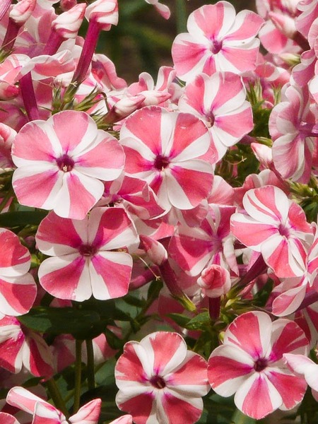 Product Viewer Phlox Peppermint Twist