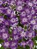 Phlox Early Purple Eye