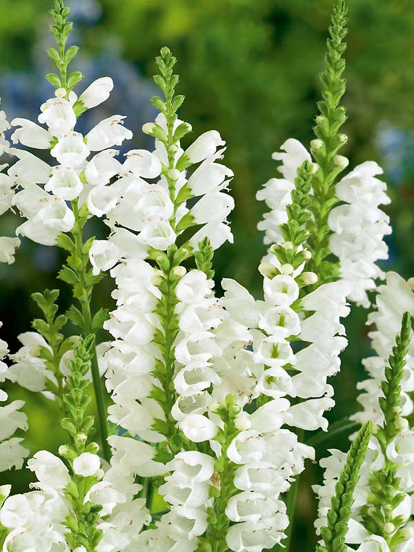 clematis plant white Clematis China White – Spring Hill Nurseries main image 1