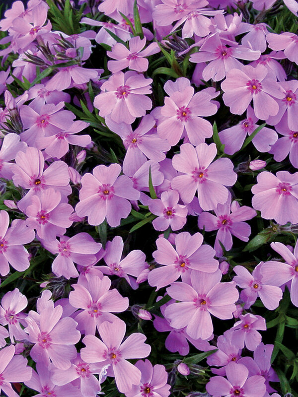 Phlox Ronsdorfer Beauty