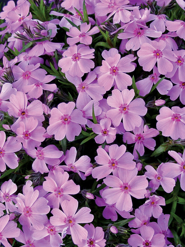 Phlox Sub Ronsdorfer Beauty | Bluestone Perennials