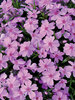 Phlox Ronsdorfer Beauty