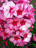 Phlox Red Caribbean