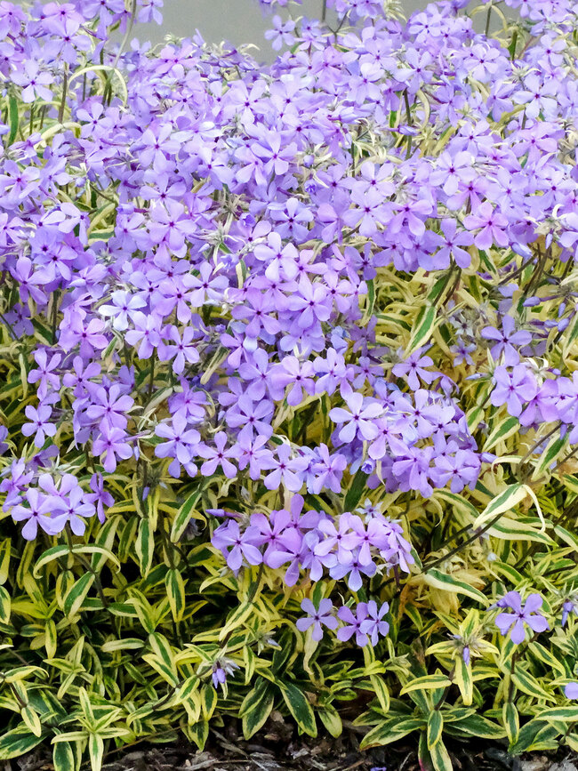 Concept Plants  Phlox divaricata 'Blue Ribbons' PP34,928