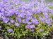 Phlox Blue Ribbons