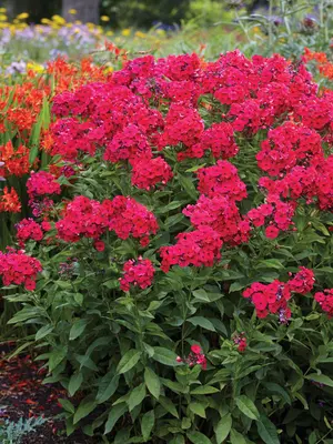 Link to Phlox Red Riding Hood