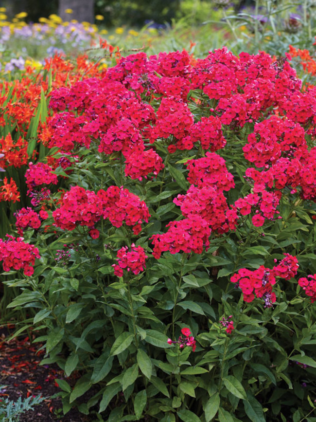 Phlox Red-Riding-Hood