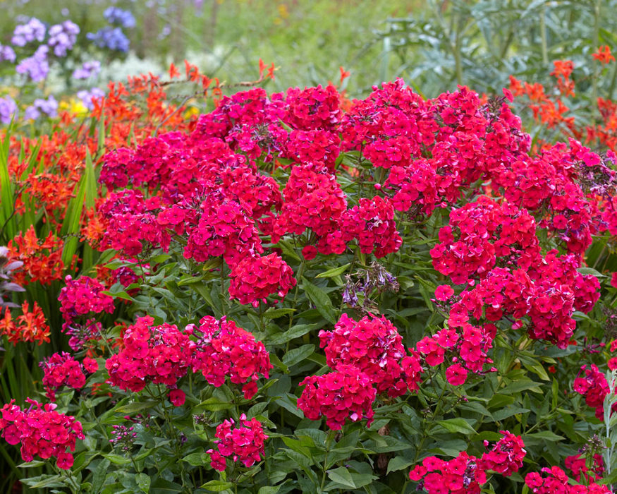 Phlox Red Riding Hood Bluestone Perennials
