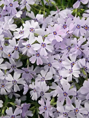Link to Phlox Spring&reg; Blue
