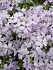 Phlox Spring Blue