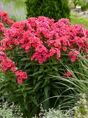 Link to Phlox Sunset Coral
