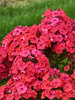 Phlox Sunset Coral