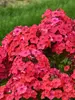 Phlox Sunset Coral