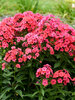 Phlox Sunset Coral