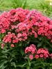Phlox Sunset Coral