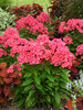 Phlox Sunset Coral