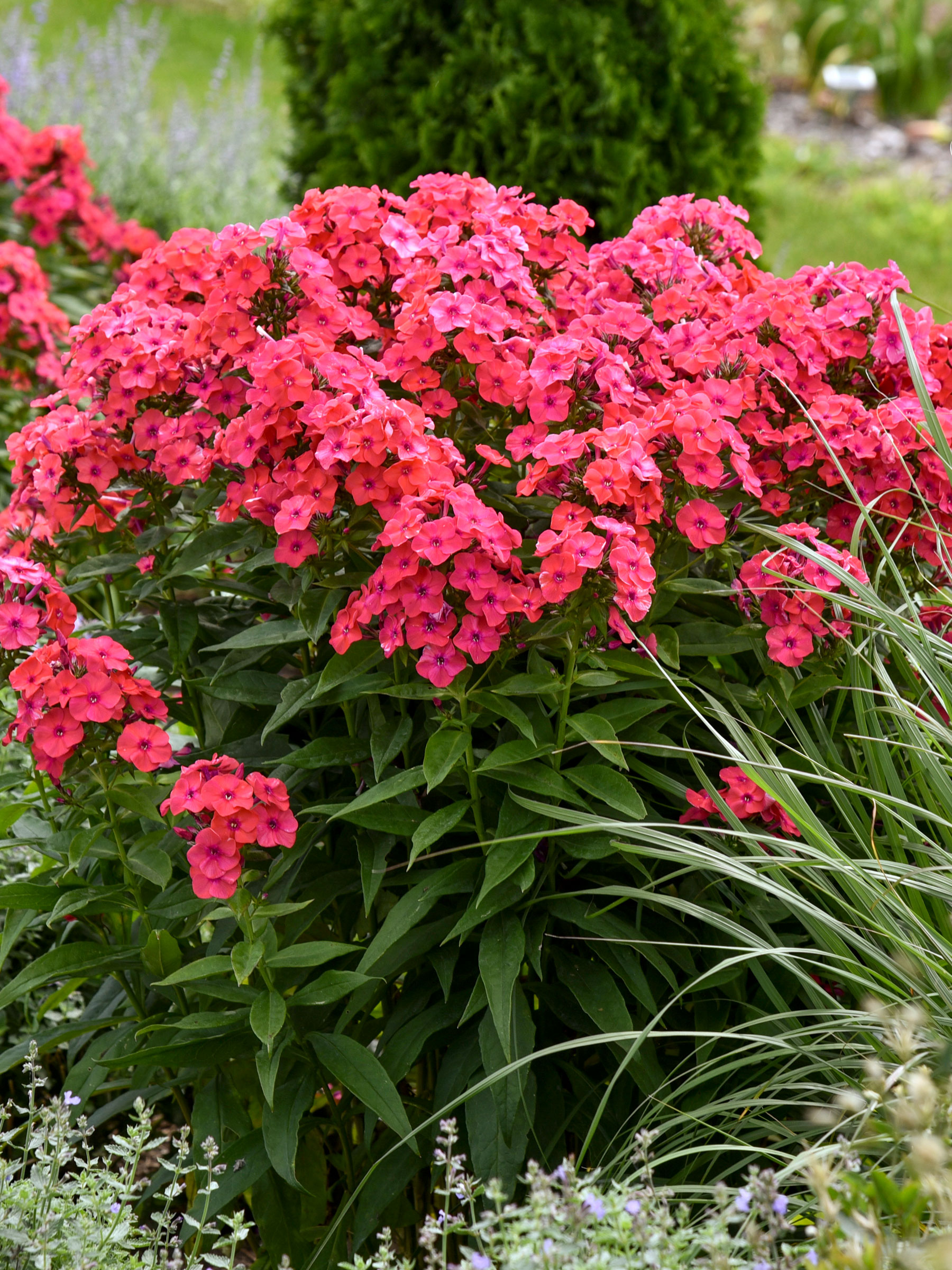 Phlox Sunset Coral | Bluestone Perennials