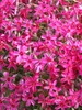 Phlox Scarlet Flame