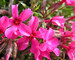 Phlox Scarlet Flame