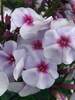 Phlox Swizzle Blue