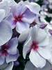 Phlox Swizzle Blue