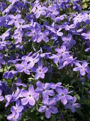 Link to Phlox Sherwood Purple