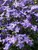 Phlox Sherwood-Purple