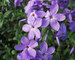 Phlox Sherwood-Purple