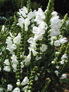 Physostegia