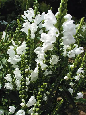 Link to Physostegia Summer Snow