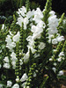 Physostegia Summer-Snow