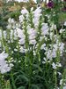 Physostegia Summer-Snow