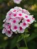 Phlox Swizzle