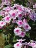 Phlox Swizzle