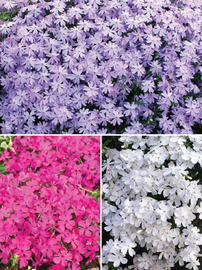 Phlox Collection