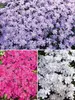 Phlox Collection