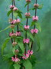 Phlomis Tuberosa