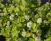 Physocarpus Tiny Wine Gold