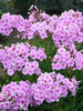 Phlox Uptown Girl