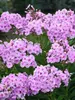 Phlox Uptown Girl